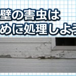 外壁の害虫は早めに処理しよう！【発生する理由と対策方法】